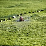 Algae bloom covers beach in Qingdao.