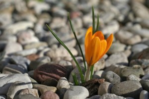 Un-fiore-nel-deserto