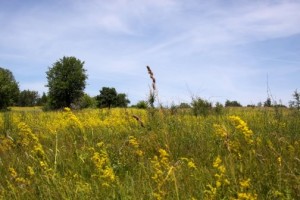 Paesaggio ucraino