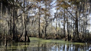 cryptid-swamp-beasts-article