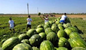 la_lunga_estate_dei_braccianti