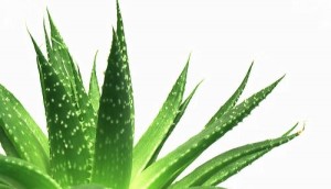 aloe-vera