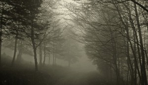 bosco nebbia-2